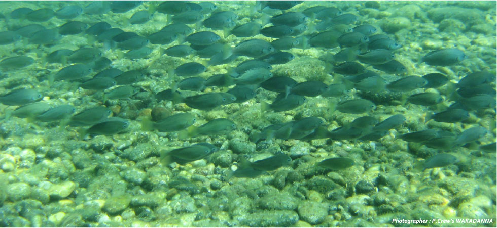 海